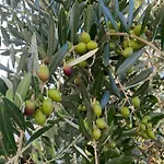 Poggio Tobruk *