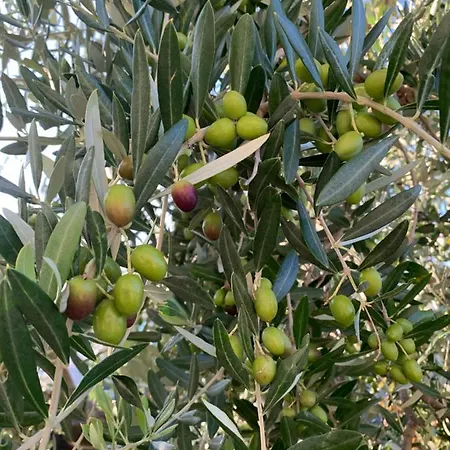 Poggio Tobruk *