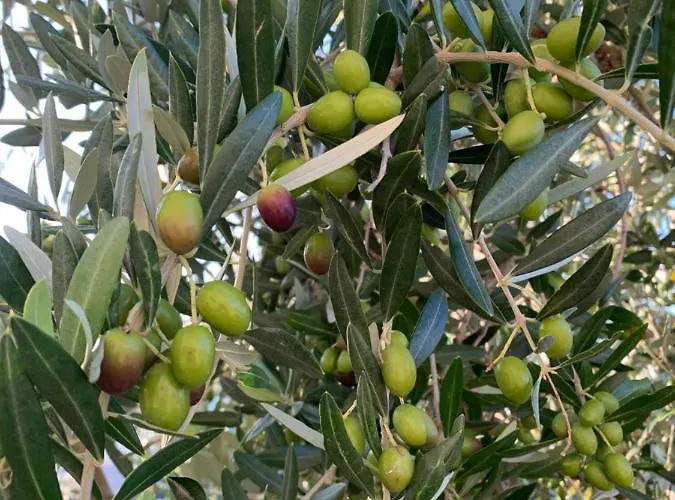Poggio Tobruk *